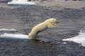Jumping Polar bear cub
