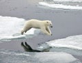 Jumping polar bear Royalty Free Stock Photo
