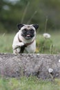 Jumping pug Royalty Free Stock Photo