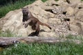 Jumping Puma at the Big Cat Sanctuary