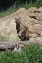 Jumping Puma at the Big Cat Sanctuary