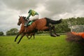 Jumping race horse Royalty Free Stock Photo