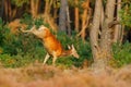 Jumping Red deer, rutting season, Hoge Veluwe, Netherlands. Deer stag, bellow majestic powerful adult animal outside wood, big an Royalty Free Stock Photo