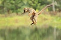 Jumping red-fronted lemur Royalty Free Stock Photo