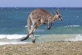 Jumping Red Kangaroo on the beach, Australia Royalty Free Stock Photo