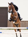 A jumping red sports horse with a bridle and a rider riding with his foot in a boot with a spur in a stirrup Royalty Free Stock Photo