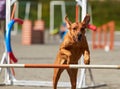 Jumping Rhodesian dog