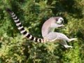 Jumping ring-tailed lemur Royalty Free Stock Photo