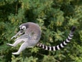 Jumping ring-tailed lemur Royalty Free Stock Photo