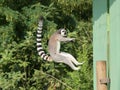 Jumping ring-tailed lemur Royalty Free Stock Photo