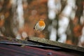 Jumping robin on the roof