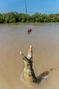 Jumping saltwater crocodile in Kakadu National Park in Australia& x27;s Northern Territory Royalty Free Stock Photo