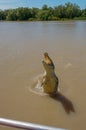 Jumping saltwater crocodile in Kakadu National Park in Australia& x27;s Northern Territory Royalty Free Stock Photo