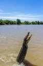 Jumping saltwater crocodile in Kakadu National Park in Australia& x27;s Northern Territory