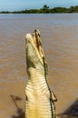 Jumping saltwater crocodile in Kakadu National Park in Australia`s Northern Territory