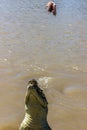 Jumping saltwater crocodile in Kakadu National Park in Australia`s Northern Territory