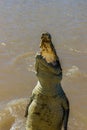 Jumping saltwater crocodile in Kakadu National Park in Australia`s Northern Territory Royalty Free Stock Photo