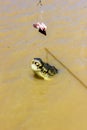 Jumping saltwater crocodile in Kakadu National Park in Australia`s Northern Territory