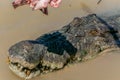 Jumping saltwater crocodile in Kakadu National Park in Australia& x27;s Northern Territory Royalty Free Stock Photo