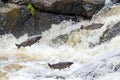 Jumping sea trouts