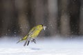 Jumping Siskin with a seed in a snowdrift