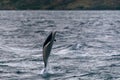 Jumping Southern right whale dolphin in the Strait of Magellan