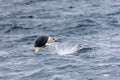 Jumping Southern right whale dolphin in the Strait of Magellan