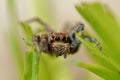 Jumping Spider