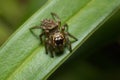 Jumping spider Royalty Free Stock Photo