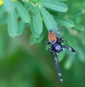 Jumping Spider