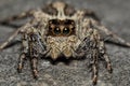 Jumping Spider