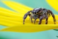 Jumping spider Royalty Free Stock Photo