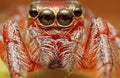Jumping Spider Royalty Free Stock Photo