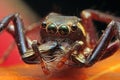Jumping Spider Royalty Free Stock Photo
