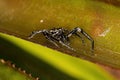 Jumping Spider Animal Royalty Free Stock Photo