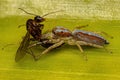 Jumping Spider Animal Royalty Free Stock Photo