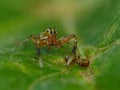 Jumping Spider With Ant Prey Royalty Free Stock Photo
