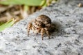 A jumping spider