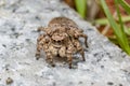 A jumping spider