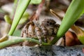 Jumping spider