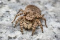 Jumping spider