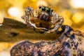 Jumping spider