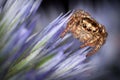 Jumping spider on the barbed flower Royalty Free Stock Photo