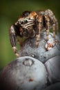 Jumping spider on the Blackberry in the dark green background Royalty Free Stock Photo
