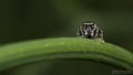 Jumping spider on a blade of grass Royalty Free Stock Photo