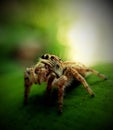 jumping spider and blurbackground