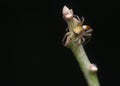 Jumping spider on the branch