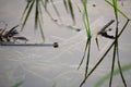 Jumping spider on branch