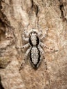 Jumping Spider Camouflage Royalty Free Stock Photo