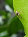 Jumping spider or chosmophasis on the leaf